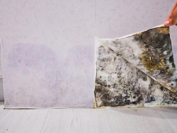 Warning Signs That Mold is Hiding in Your House