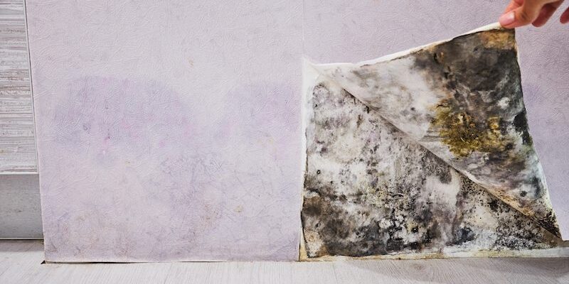 Warning Signs That Mold is Hiding in Your House